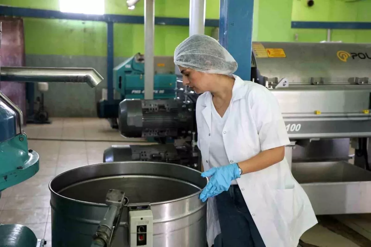 Hatay’da Zeytin Hasadı Öncesi Zeytinyağı Fabrikalarına Denetim