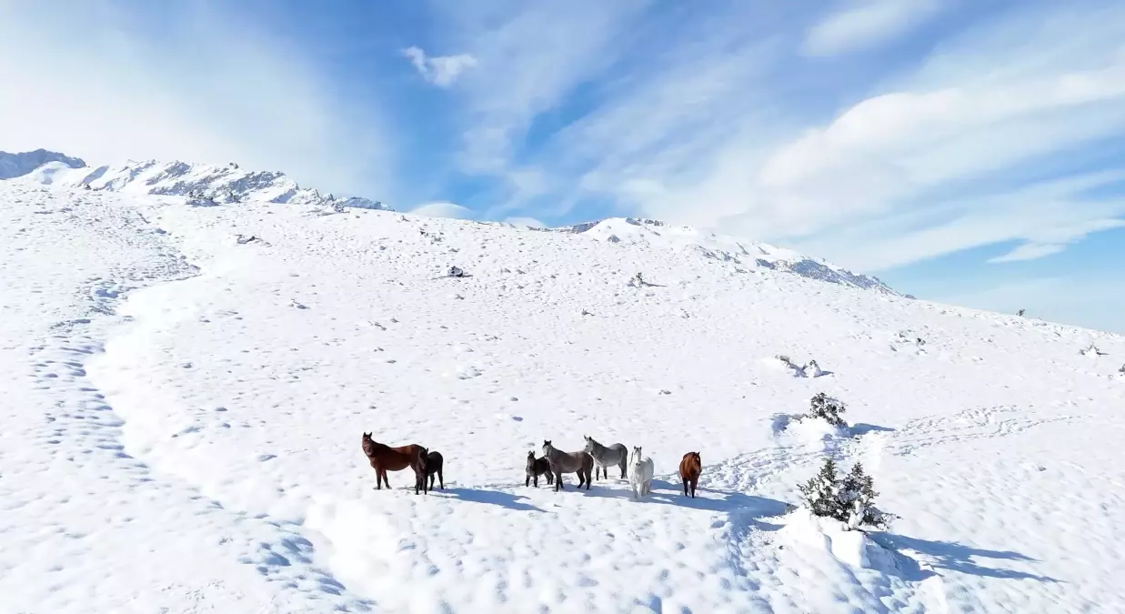 Erzincan’da Yılkı Atları Dron ile Görüntülendi